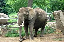 An African elephant at the Cleveland Metroparks Zoo