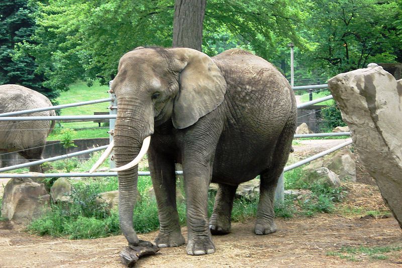 File:AfricanelephantCLEzoo.jpg