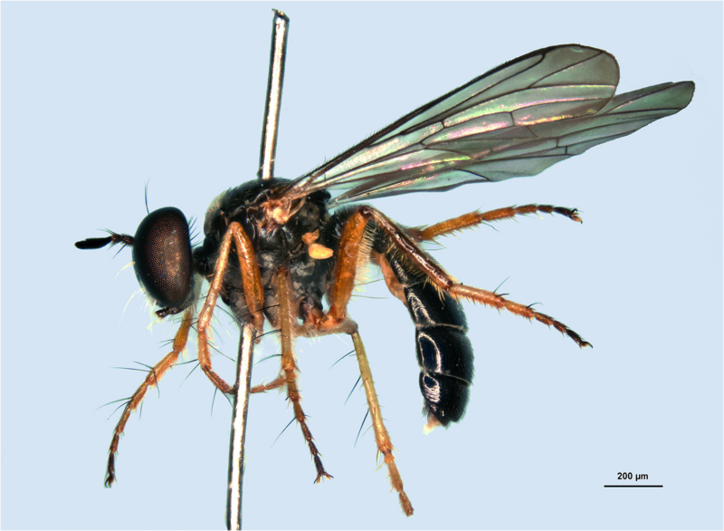 File:Afromosia barkemeyeri.png