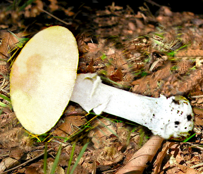 File:Amanita eliae 1.png