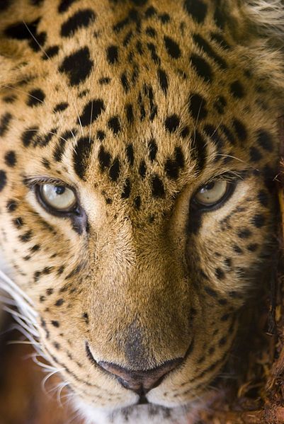 File:Amur leopard.jpg