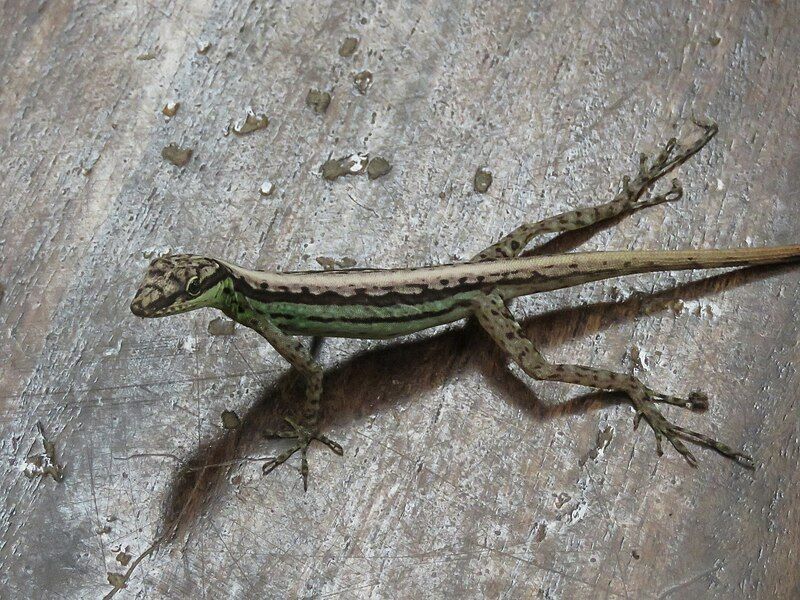 File:Anolis anchicayae.jpg