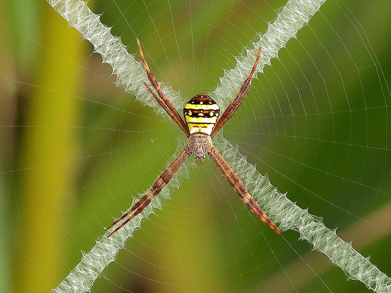 File:Argiope keyserlingi 0095.jpg