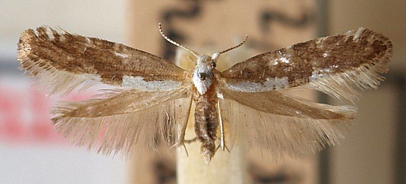 File:Argyresthia.mendica.mounted.jpg