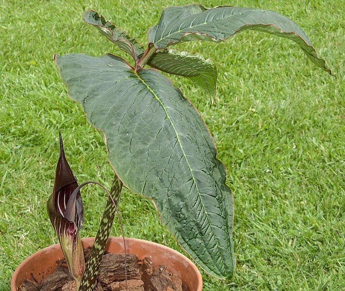 File:Arisaema speciosum 200614-01.jpg