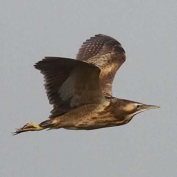 File:Australasian Bittern (cropped).jpg