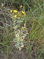 Blackstonia perfoliata