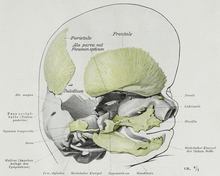 File:Braus 1921 326.png