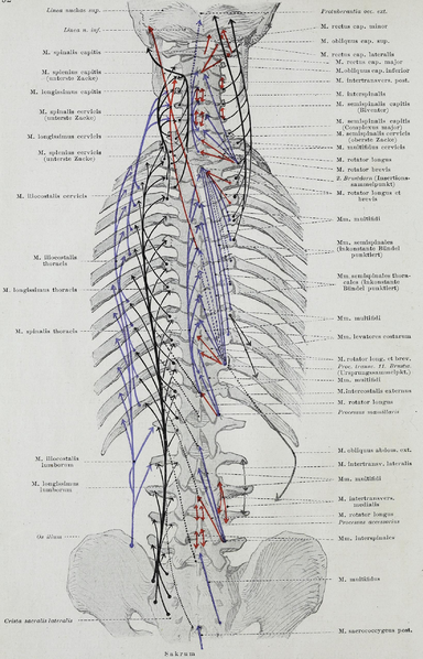 File:Braus 1921 52.png