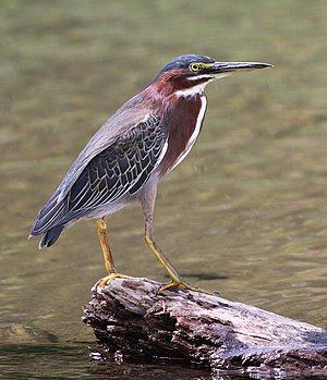 Green Heron