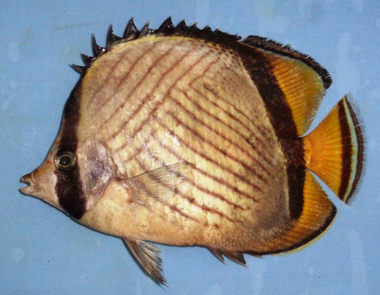 File:C.pictus.jpg