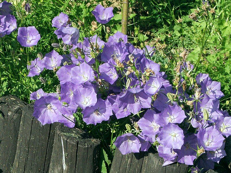 File:Campanula carpatica a2.jpg