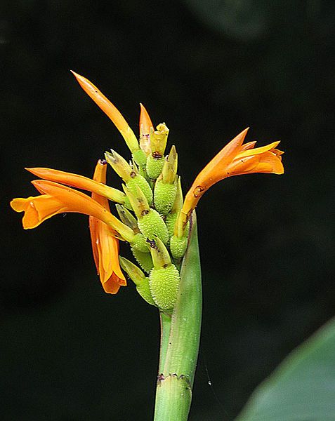 File:Canna jaegeriana (14490676206).jpg