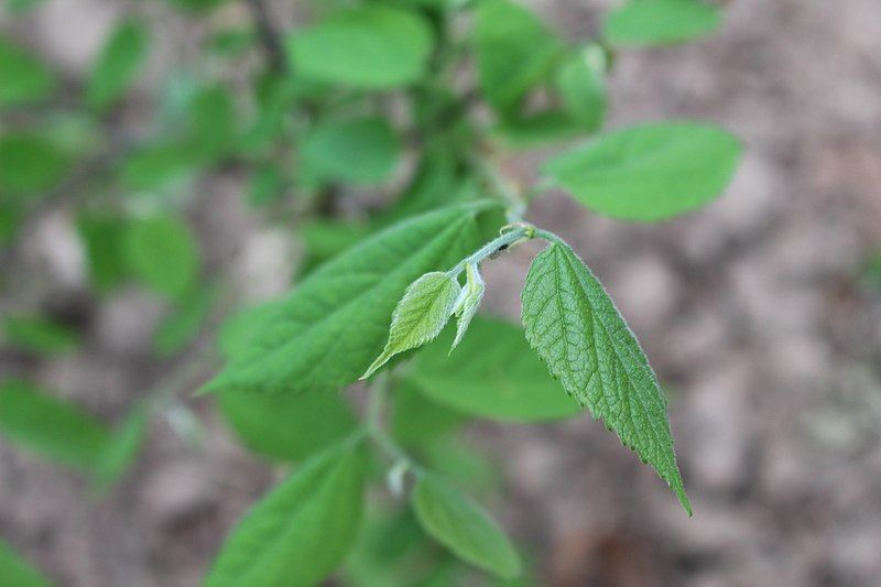 File:Celtis occidentalis NewGrowth.jpg