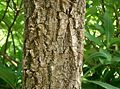 Bark