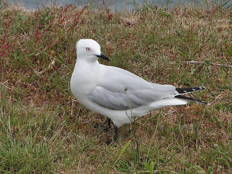 File:Chroicocephalus bulleri.JPG