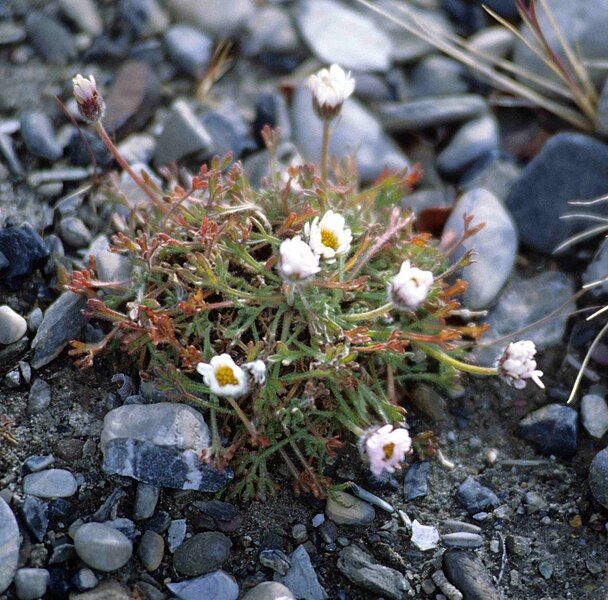 File:Chrysanthemum integrifolium 1997-08-05.jpg