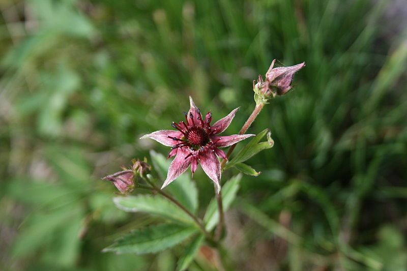 File:Comarum Palustre.JPG