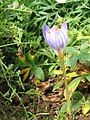 Crocus pulchellus