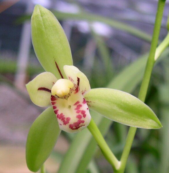 File:Cymbidium ensifolium '翠玉'.jpg