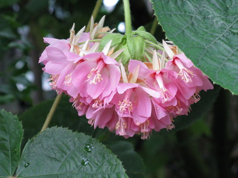 File:Dombeya wallichii2.jpg