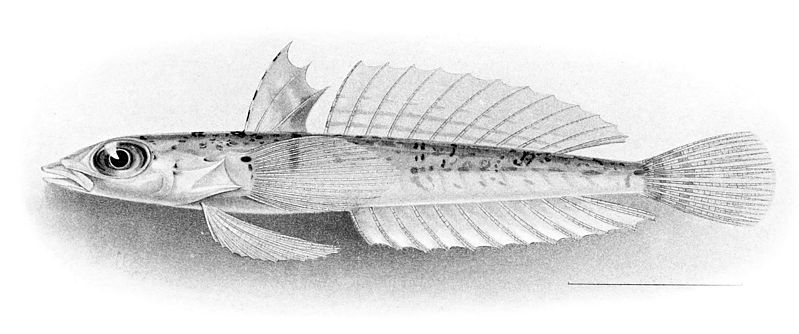 File:Draconetta xenica.jpg