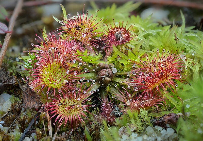 File:Drosera rotundifolia Ohio.jpg