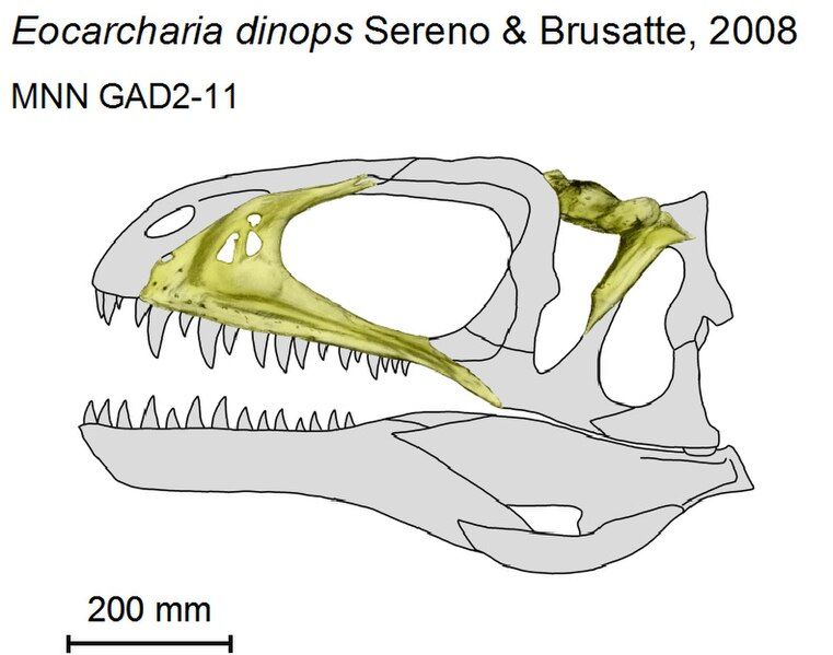 File:Eocarcharia BW.jpg