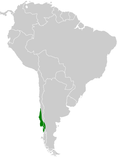 File:Eugralla paradoxa map.svg