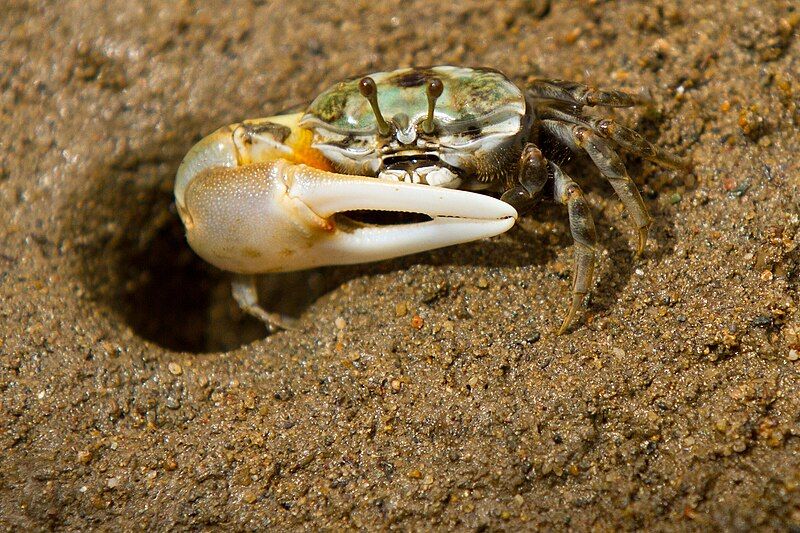 File:Fiddler Crab (IMG8253).jpg