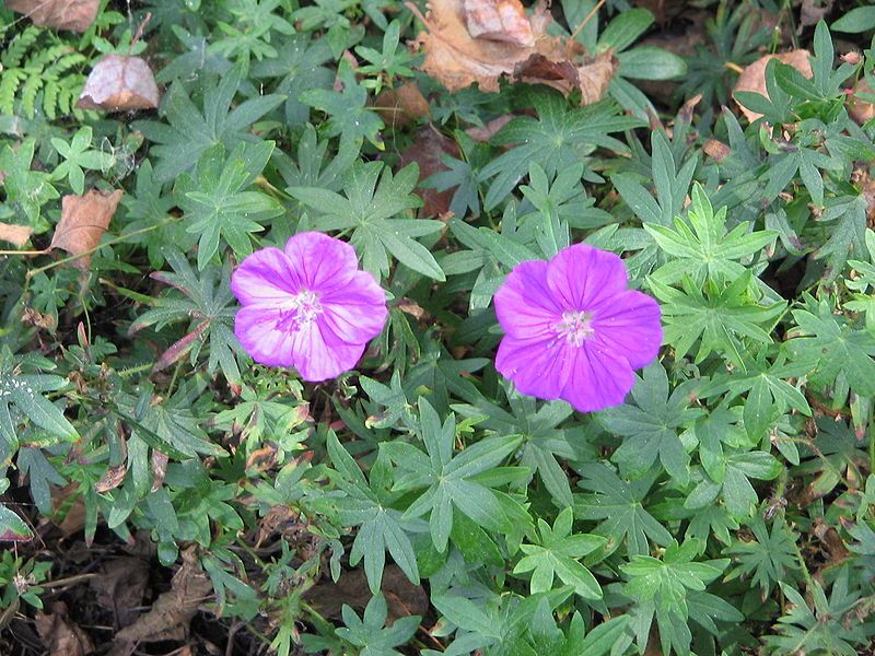 File:Geranium sanguineum002.jpg