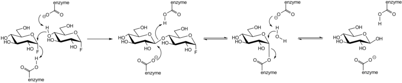 File:Glycosidase transglycosylation mechanism.png