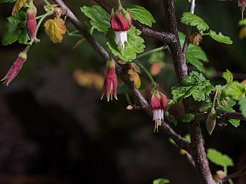 File:H20150115-3749—Ribes thacherianum—RPBG (16288808722).jpg