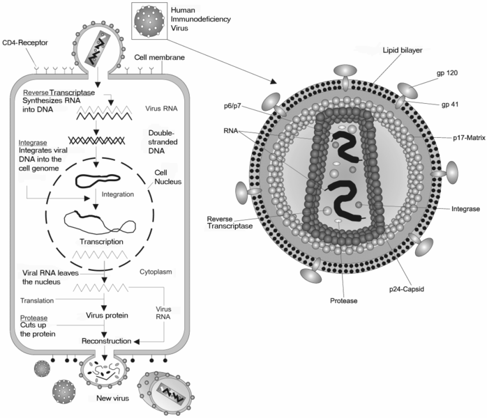 File:Hiv gross.png