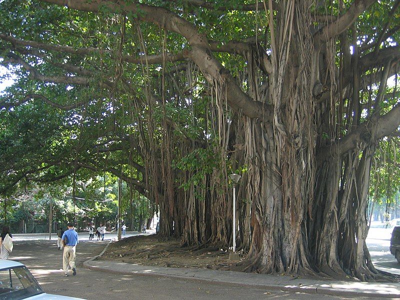 File:Holguín tree.jpg