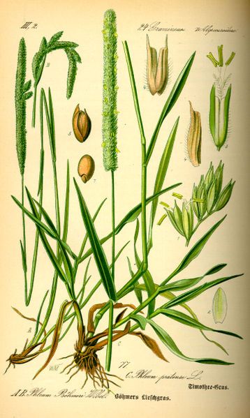 File:Illustration Phleum pratense0.jpg