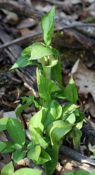 File:Jack-in-the-pulpit.JPG