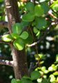 Jade leaves.