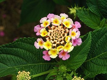 Lantana camara