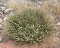 Desert pepperweed Lepidium fremontii