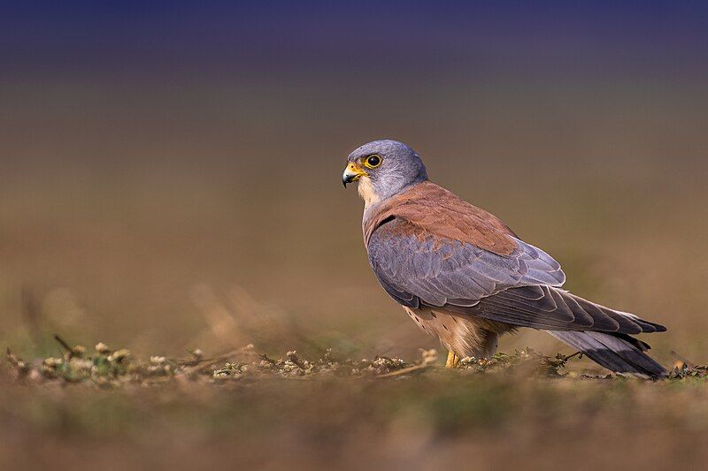 File:Lesser Kestrel (Male).jpg