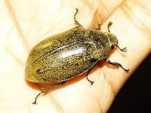 Leucopholis lepidophora on a human hand