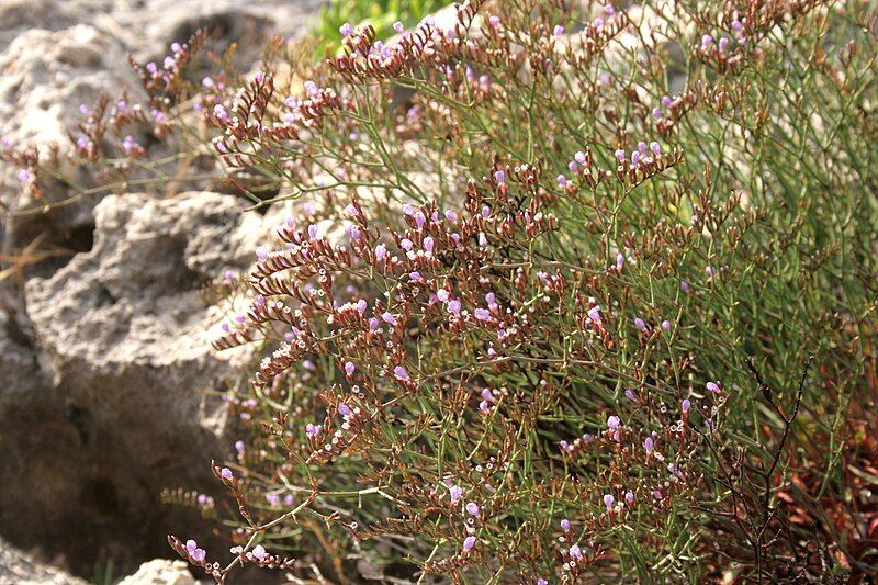 File:Limonium-ramosissimum-flowers.JPG