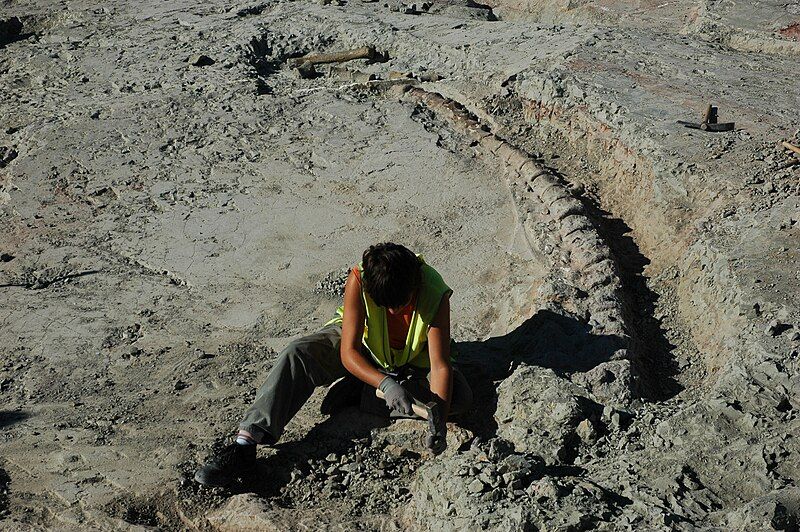 File:Lo Hueco titanosaur.jpg