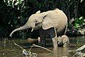 Forest elephants in the Mbeli River, Congo. Promoted on 7 July 2008