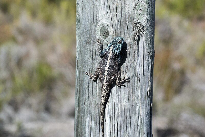 File:Male Agama atra.jpg