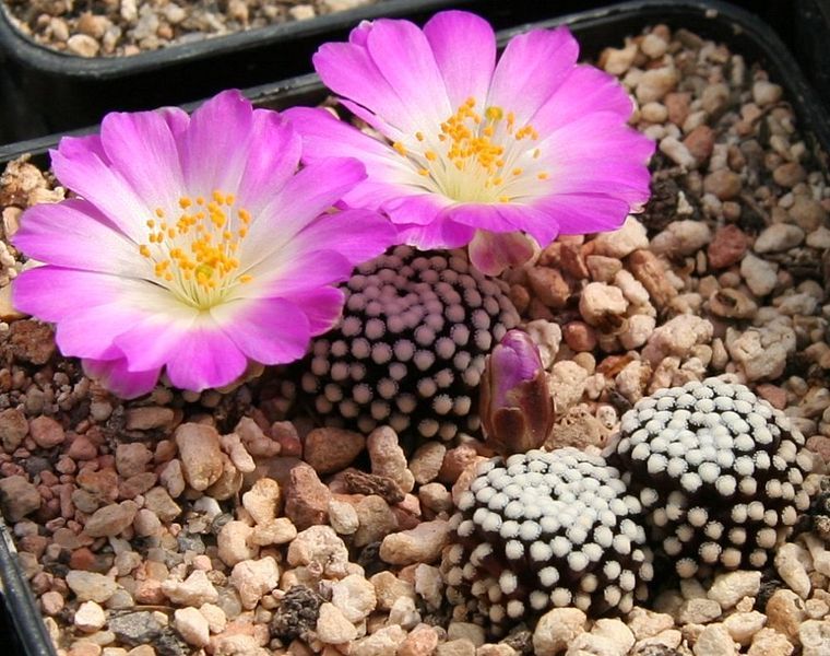 File:Mammillaria luethyi Flower.jpg