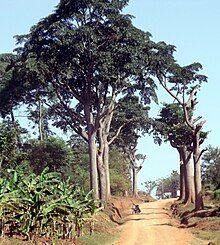 Mvule (Milicia excelsa) trees growing by the side of a road in Manafwa District, Uganda