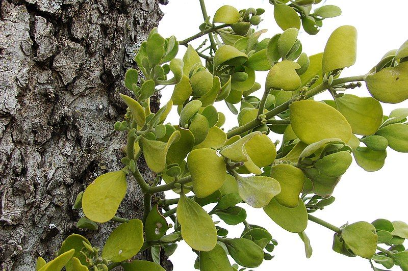 File:Mistletoe-0243.jpg