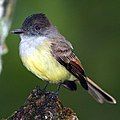 Dusky-capped flycatcher